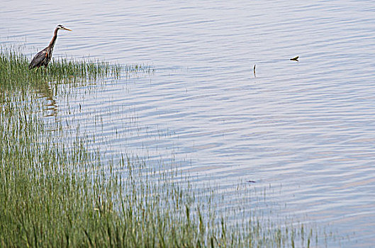 大蓝鹭,捕鱼,岸边,弗雷泽河,哥伦比亚,加拿大