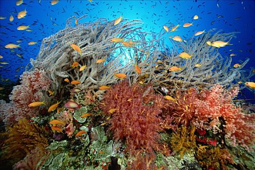 水下,珊瑚礁景,海洋,鞭子,柳珊瑚目,珊瑚,花,软珊瑚,守卫,学校,拟花鮨属,红海,埃及