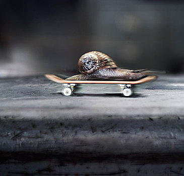 蜗牛,滑板