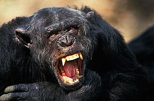 黑猩猩,类人猿,成年,张嘴,防卫姿势