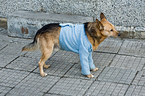 狗,穿,蓝色,开襟羊毛衫