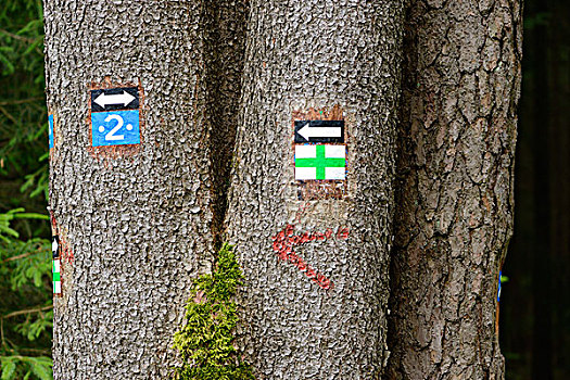 路标,挪威针杉,欧洲云杉,树干