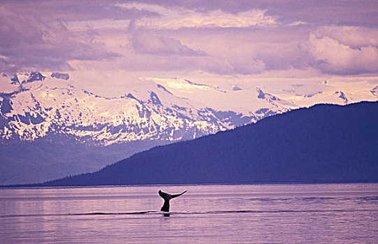 北美,美国,阿拉斯加,驼背鲸,大翅鲸属