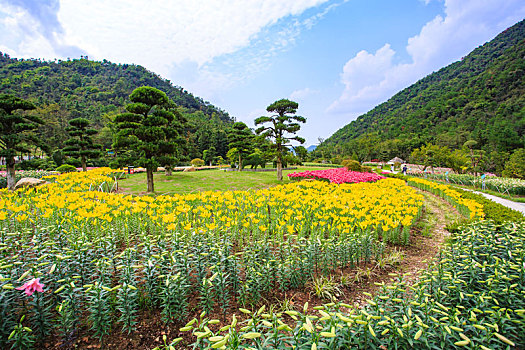 郁金香,花,花园,山谷,春色