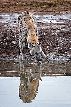 斑鬣狗,饮料,水潭,鹳,萨维提,乔贝国家公园,乔贝,地区,博茨瓦纳,非洲