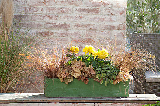 秋天,绿色,木盒,苔属植物,青铜
