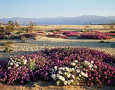 加利福尼亚,沙漠,州立公园,地点,沙子,马鞭草属植物,沙丘,月见草,月见草属,野花,大幅,尺寸