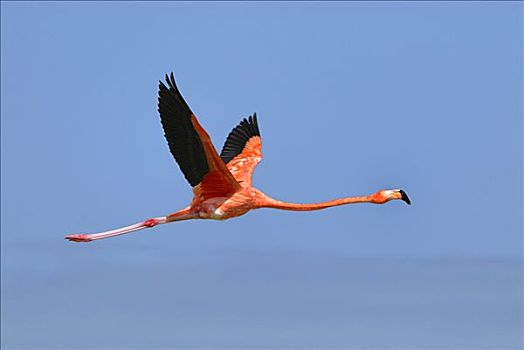 大红鹳,火烈鸟,飞,尤卡坦半岛,墨西哥