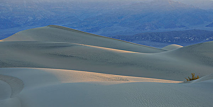 马斯奎特沙丘,晨光,大礼帽,看,棉白杨,山峦,死亡谷国家公园,莫哈维沙漠,加利福尼亚,美国