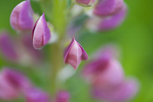 粉色,羽扇豆,花