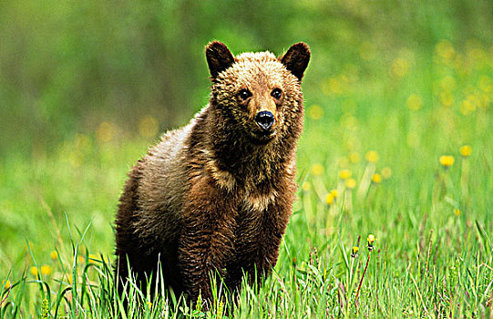 棕熊,幼兽,落基山脉,不列颠哥伦比亚省,加拿大