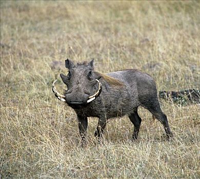 雄性,疣猪,马塞马拉野生动物保护区