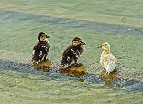 三个,野鸭,小鸭子,站立,水