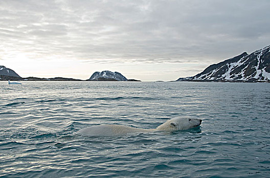 挪威,斯匹次卑尔根岛,北极熊,侧面,成年,游泳,水,西北地区,海岸,夏天