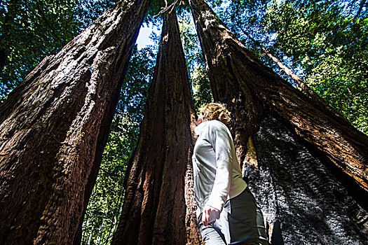 女人,站立,巨杉,树,大,盆地,红杉,加利福尼亚,美国