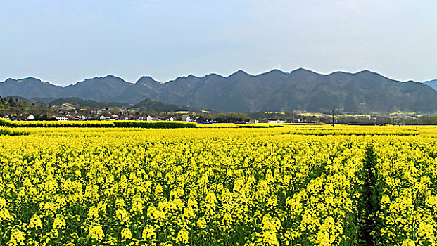 陕西汉中油菜花等