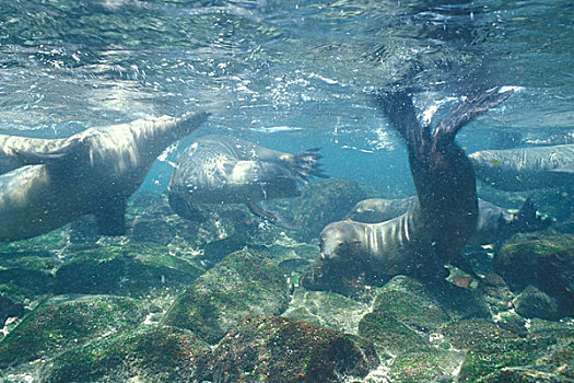 厄瓜多尔,加拉帕戈斯群岛,加拉帕戈斯,海狮,加州海狮,游泳,浅水,靠近,北方,岛屿