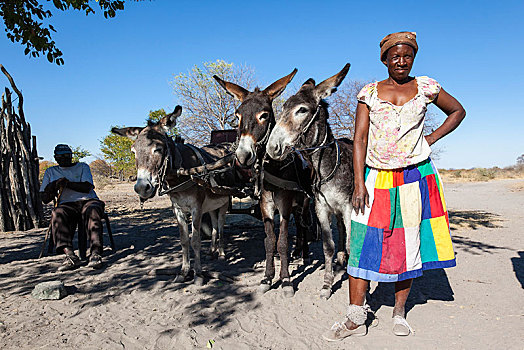 女人,穿,彩色,裙子,驴,博茨瓦纳,非洲