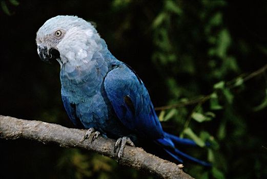 小,蓝色,金刚鹦鹉,栖息,枝头,潘塔纳尔,巴西