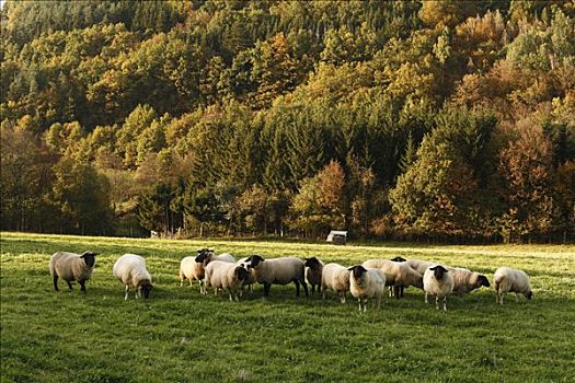 特色,绵羊,弗兰克尼亚,巴伐利亚,德国