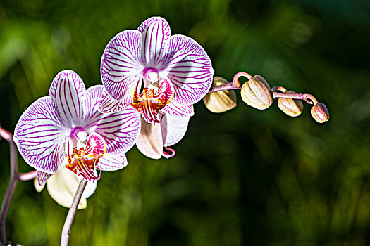 白色,紫色,花,兰花,蝴蝶兰属