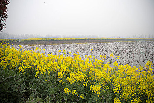 江苏兴化油菜花