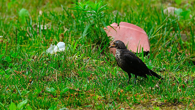 电子科技大学清水河校区,草地上的黑鸟