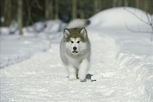阿拉斯加雪橇犬,狗,小狗,雪中