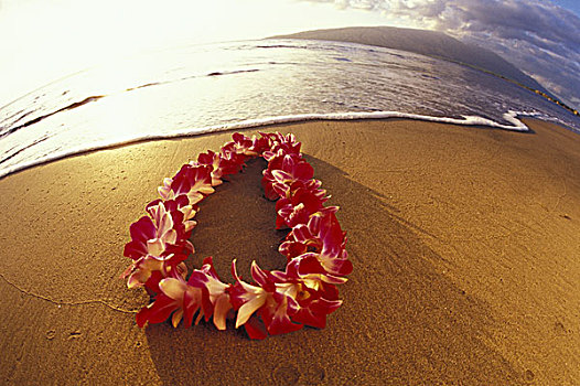 美国,夏威夷,毛伊岛,海滩,万带兰,兰花,花环,日落
