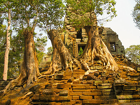 树,庙宇,吴哥,柬埔寨