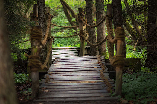 小,木桥,树林