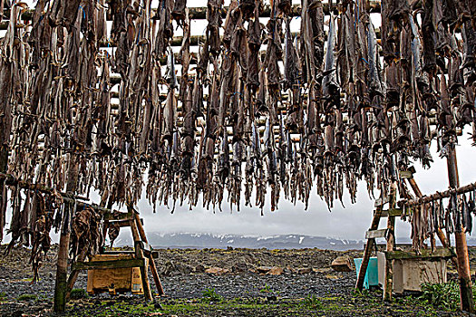 干鱼,鱼肉,悬挂,干燥,架子,冰岛,欧洲