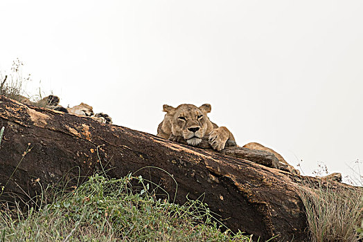 两个,雌狮,狮子,休息,石头,自然保护区,查沃,肯尼亚