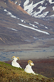 两个,野大白羊,白大角羊,公羊,察看,高,公园,道路,德纳里峰国家公园,阿拉斯加,美国