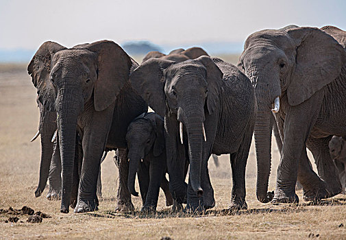 非洲大象084