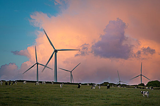 彩色,日落,上方,风电场,乳业,母牛,靠近,康沃尔,英格兰