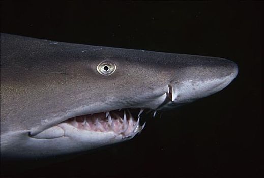 虎鲨,北卡罗来纳,美国