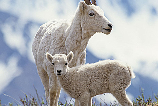 美国,阿拉斯加,野大白羊,母羊,羊羔,德纳里峰国家公园