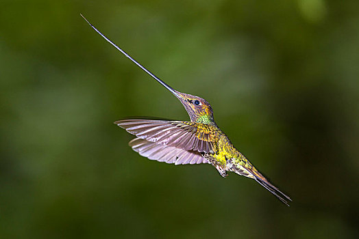蜂鸟,飞行,飞,雨林,雾林,北方,厄瓜多尔,南美