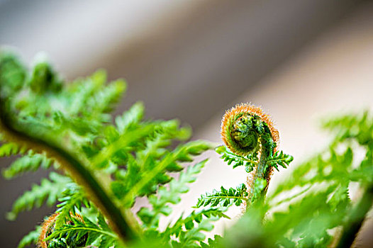 蕨类植物