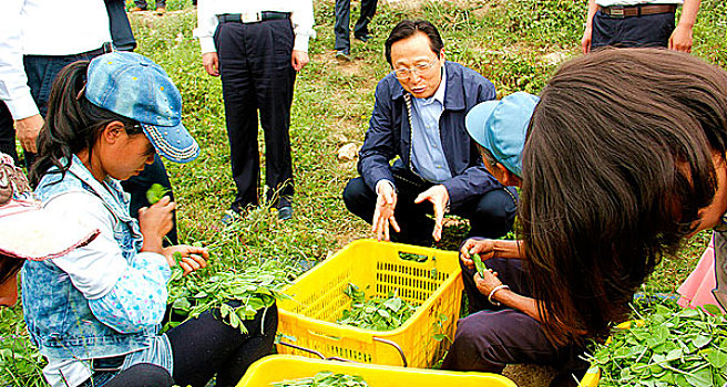 2015年,7月,18日,农业部,部长,韩长赋,调研,贵州省,毕节市,威宁县,小海镇,松山村,农业,豌豆尖,规模化,种植,采收,丰收,情景