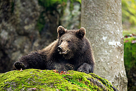 欧洲,棕熊,熊,小动物,秋天,休息,巴伐利亚森林国家公园,德国