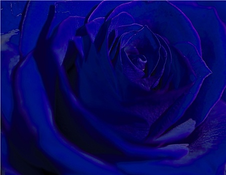 蓝色,玫瑰