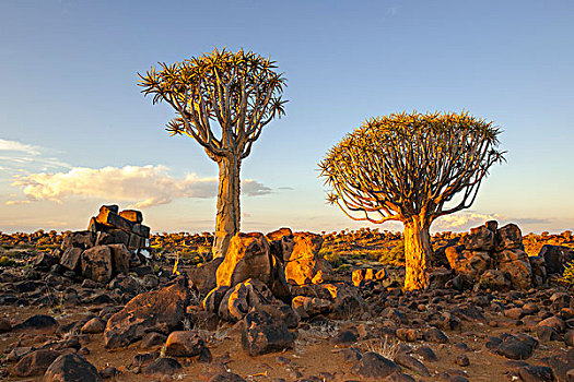 抖树,二歧芦荟,岩石,高原,基特曼斯胡普,区域,纳米比亚,非洲