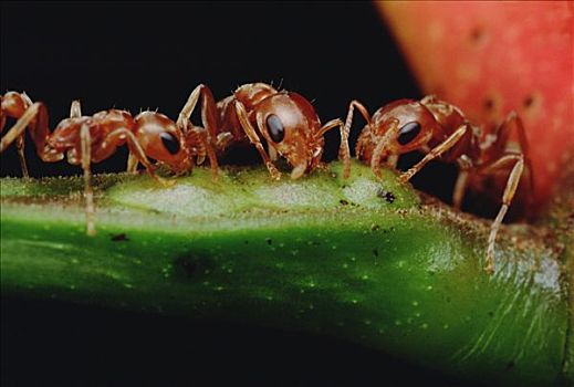 蚂蚁,三个,喝,花蜜,刺,金合欢,刺槐,防护,叶子,吃,相互,幸存,哥斯达黎加