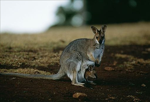 红颈袋鼠,小,一个,澳大利亚