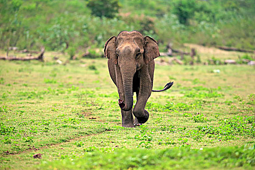 斯里兰卡人,大象,象属,成年,雄性,嗅,跑,国家公园,斯里兰卡,亚洲