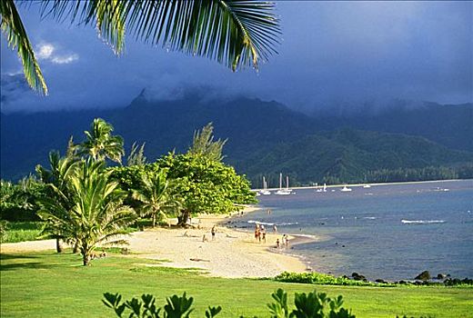 夏威夷,考艾岛,湾,人,热带沙滩,棕榈树,青草