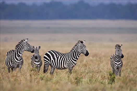 白氏斑马,斑马,成年,小马,纳库鲁湖,大裂谷,肯尼亚