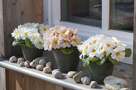 樱草属植物,窗台,鹅卵石